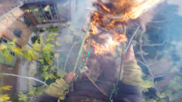 Franse houthakker zet hele palmboom in lichterlaaie met zijn kettingzaag