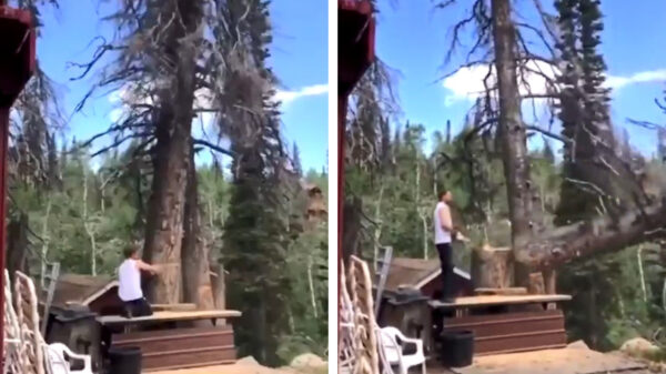 Weer een boom met een smerige overtreding op een houthakker