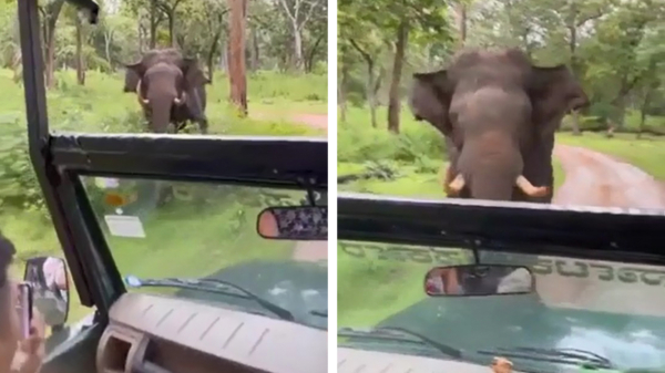 Safaribusje met toeristen moet plankgas achteruit als een olifant op ze afstormt