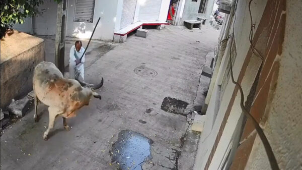 Stier is er niet van gediend om met een stok gemept te worden