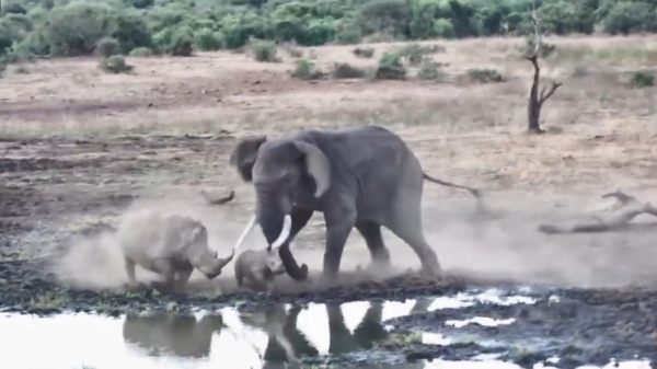Agressieve olifant gaat los op neushoorn en haar kroost bij een plaatselijke waterbron