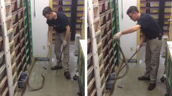 Een trekmuur vol giftige cobra's voeren is net zo angstaanjagend als je denkt