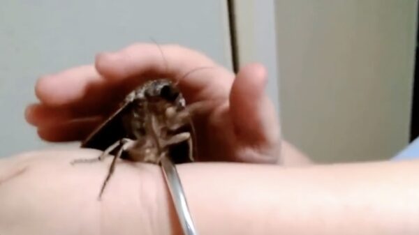 Maak kennis met de gigantische Australische nachtvlinder 'endoxyla cinereus'