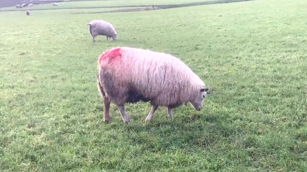 Wait for it: aha, dus daar zijn die rode vlekken op schapen voor