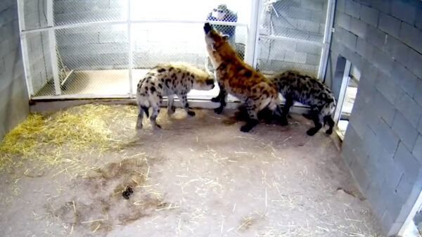 Slecht idee van de dag: met je vingers door het hek om hyena's te aaien