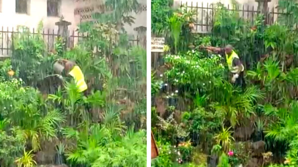 Wel eens een tuinman met zoveel toewijding en passie gezien?