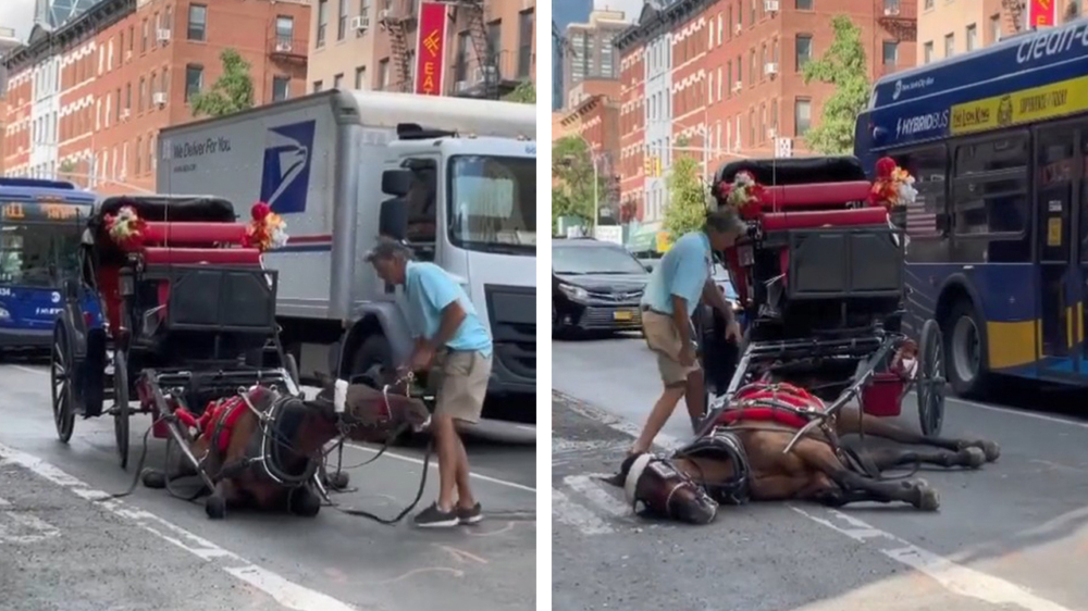Paard door uitputting ingestort na het vervoeren van toeristen door Central Park