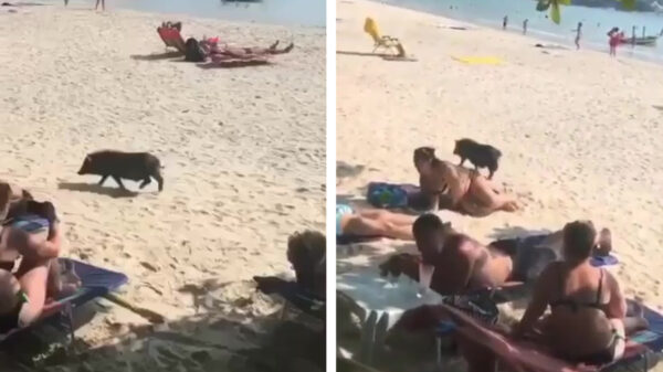 Varken weet op het strand feilloos de hoofdprijs te vinden