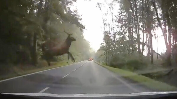 Pas op, hier kan af en toe een hert overvliegen