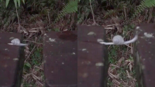 Fascinerend en rustgevend: een overstekende slak