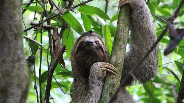 Blije luiaard maakt de boottocht van zijn leven
