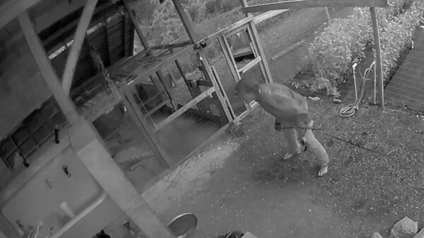 Eindbaas van de dag beschermt zijn gezin door een beer in het gezicht te meppen