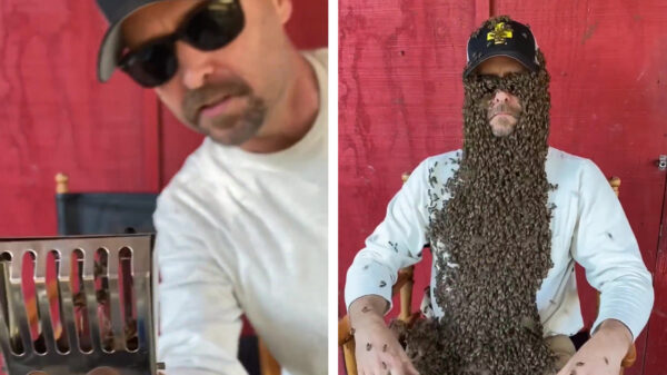 Wat gebeurt er als je een bijenkoningin op je shirt zet?