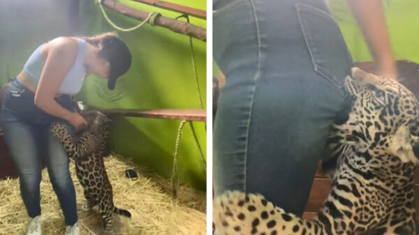 Stoeipoes bruut aangevallen door billenbijtend jachtluipaard