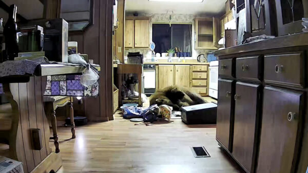 Behaarde veelpleger breekt in om te chillen en koelkast leeg te trekken