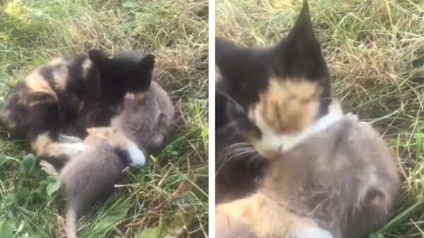 Als je een kat koopt om je rattenprobleem aan te pakken