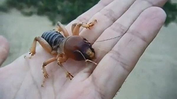 Deze Jeruzalemkrekel lijkt zo uit een Alien-film te zijn gekropen