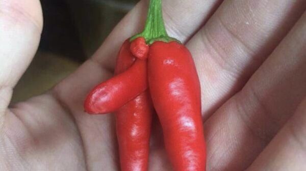 Het bewijs dat het internet je hersenen heeft verpest