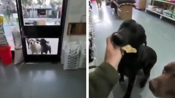 Hola chico's! Even de honden uit de buurt trakteren voordat de winkel opengaat