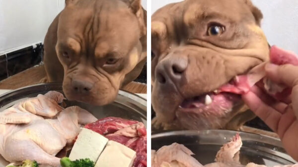 Voor de ASMR-liefhebbers: Brutus schrokt even een lekker maaltijdje naar binnen