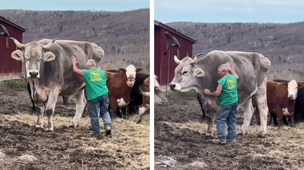 Potverdomme, das nog eens een grote koe jonguh!