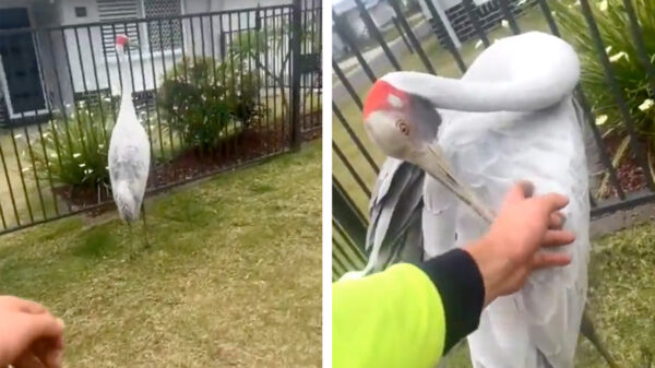 Ineens ben je aan het viben met je beste mattie, de brolgakraanvogel