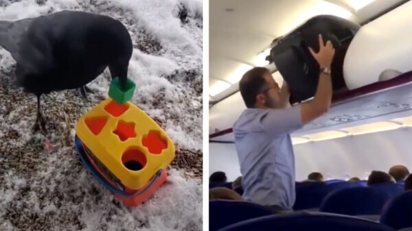 Het bewijs dat kraaien slimmer zijn dan (sommige) mensen