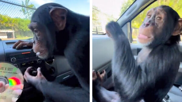 Opgewonden aapje weet precies wat lekkere muziek is