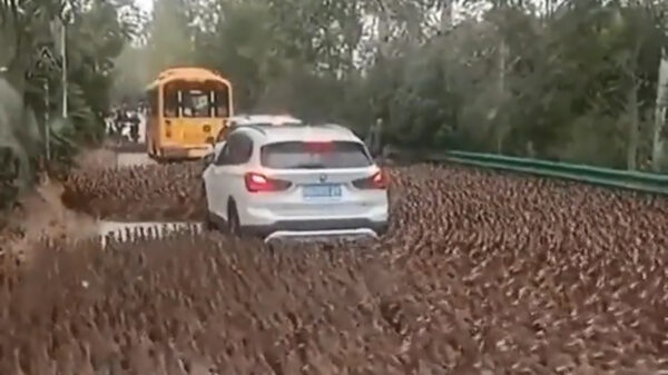 Eendenleger valt massaal BMW-rijder aan