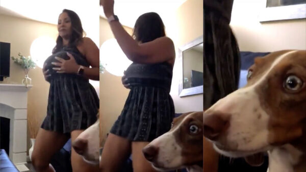 Hond levenslang getraumatiseerd door zijn iets te uitbundig baasje