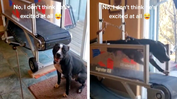 Met Vinny de Amerikaanse pitbullterriër in huis heb je oneindig veel gratis stroom