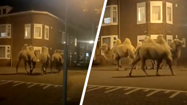 Ben ik keihard aan het trippen of lopen er 4 kamelen door de straat?
