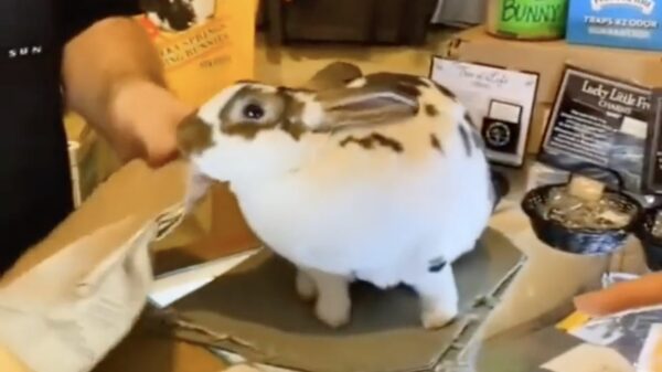 Deze winkelmedewerker werkt écht voor een knaak en een bos wortels