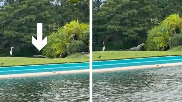 Reiger schakelt zijn beveiliger in als hij door een krokodil wordt aangevallen