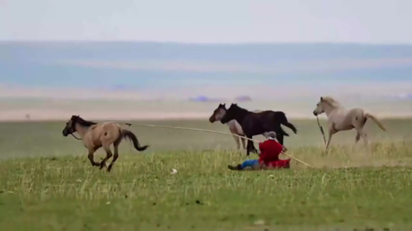 Mongoolse cowboy probeert een wild paard te temmen