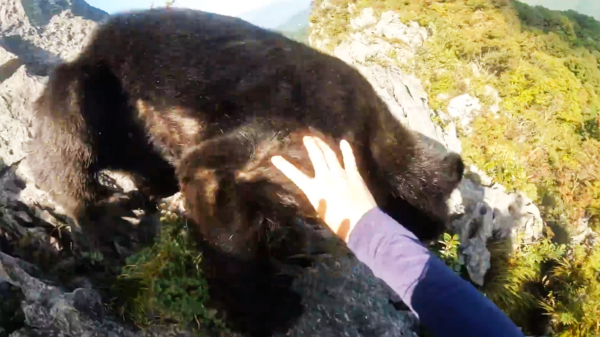 Bergbeklimmer aangevallen door hongerige beer en Dragon Fist hem van zich af