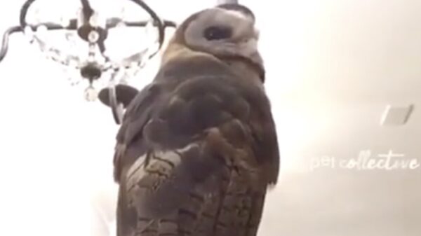 Kijk, ik heb een uil op mijn hoofd!