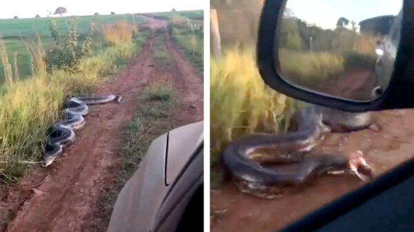 Deze Braziliaan is behoorlijk pissssig dat hij geen lift krijgt