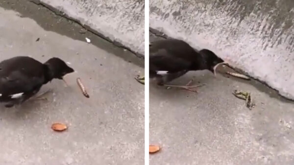 Verdomme, waarom springt dat wormpje nou niet gewoon mijn snavel in?