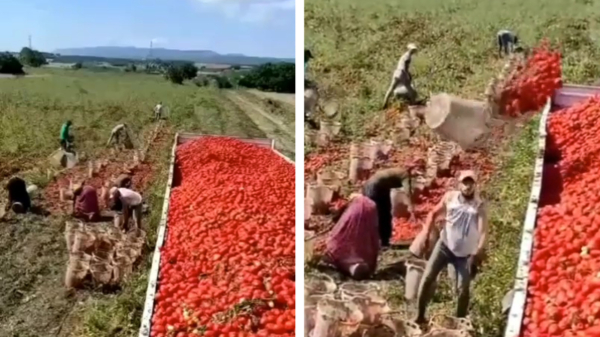 Tomatenplukkers tarten de zwaartekracht met hun gooiskills