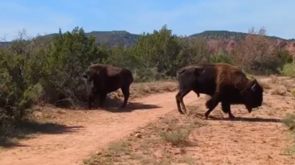 Nieuwsgierige Nancy besluit de bizons eens van dichtbij te filmen