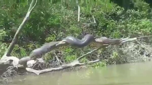 Gezellig huisdier chillt 'm lekker in de zon