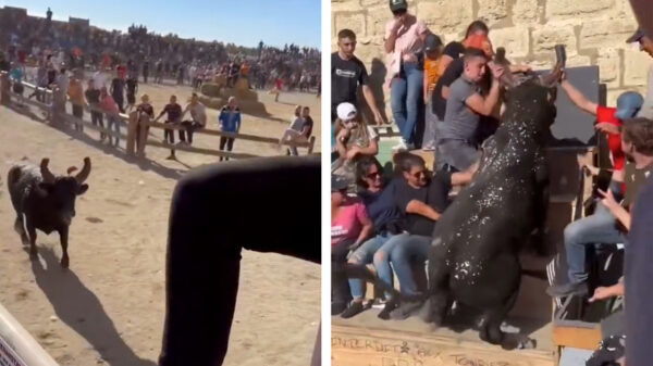 Stier in Aigues-Mortes heeft er genoeg van en springt het publiek in