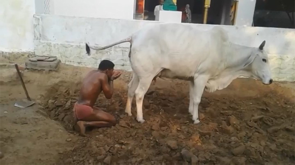 De WTF-video van de dag: man drinkt heilige koeienurine rechtstreeks uit de tap