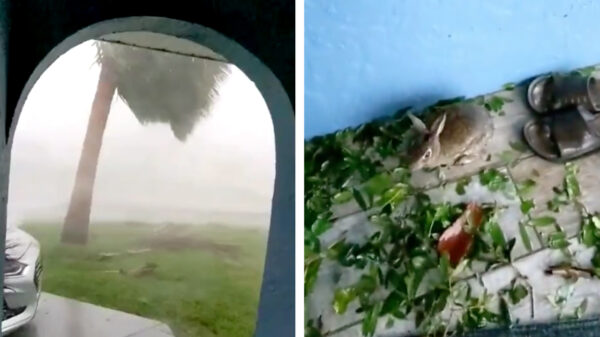 Dankzij een orkaan heb je er ineens een nieuwe vriend bij