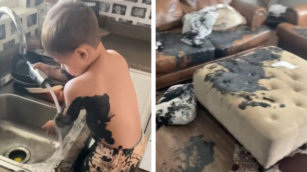 Dit is waarom je geen kinderen wil: koter blijkt een ware interieurarchitect te zijn