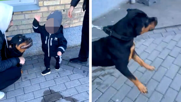 Slecht idee van de dag: je kind een agressieve rottweiler laten slaan