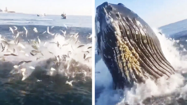 Dit middagje zeevissen was bijna hun laatste geweest