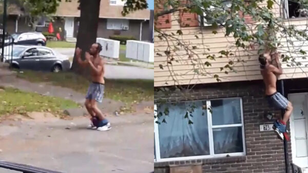 Broekloze gangster blijkt klimgrage kangoeroe te zijn