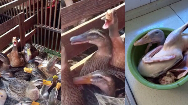 Als je keihard wordt uitgelachen door een bijdehante pekingeend